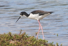 Himantopus mexicanus knudseni
