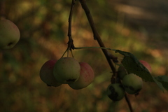 Malus × robusta
