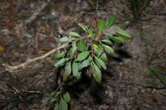 Glochidion sumatranum