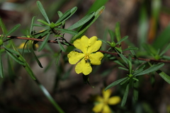 Hibbertia linearis