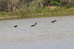Himantopus mexicanus knudseni