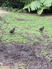 Gallinula tenebrosa