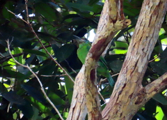 Psilopogon mystacophanos