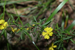 Hibbertia linearis