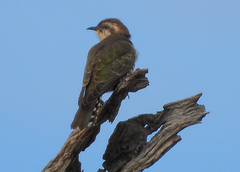 Chrysococcyx basalis