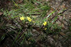 Hibbertia linearis