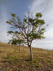 Lannea coromandelica
