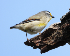 Pardalotus striatus