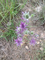 Eryngium leavenworthii