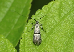 Nemophora