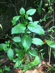 Stachytarpheta urticifolia