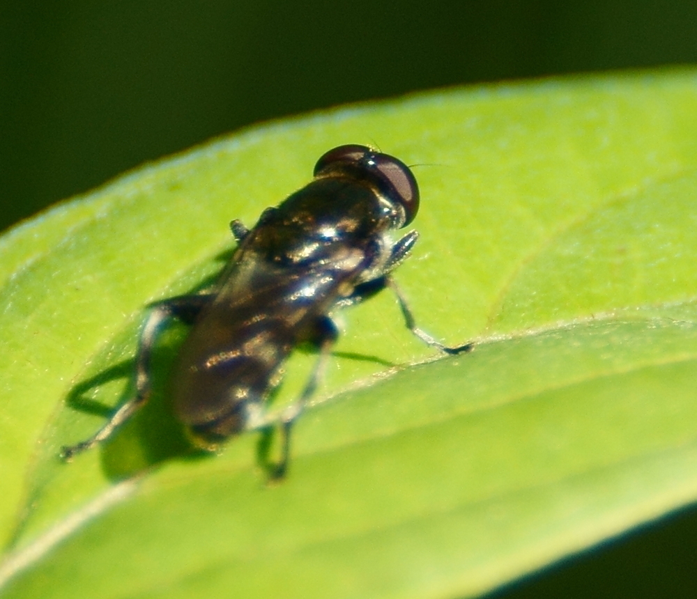 Xylota quadrimaculata