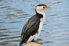 Microcarbo melanoleucos