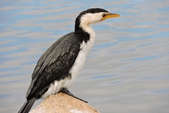 Microcarbo melanoleucos