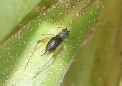 Trigonidomorpha sjostedti