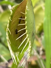 Dionaea muscipula