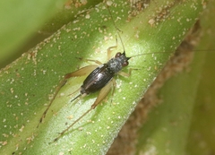 Trigonidomorpha sjostedti