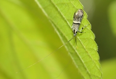 Nemophora