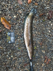 Channa striata