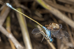 Ischnura heterosticta