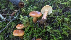 Tricholoma pessundatum