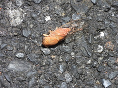 Chremistica ochracea