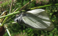 Aporia crataegi