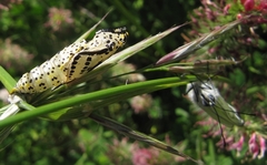Aporia crataegi