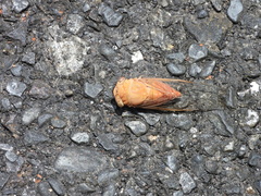 Chremistica ochracea