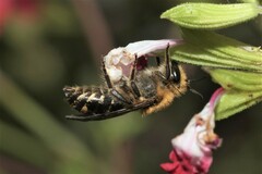 Colletes