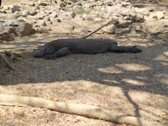 Varanus komodoensis