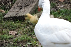 Anser anser domesticus