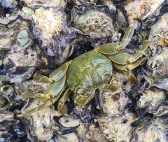 Grapsus tenuicrustatus