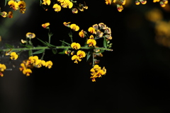 Daviesia umbellulata