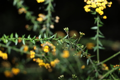 Daviesia umbellulata