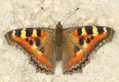 Aglais caschmirensis