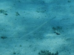 Fistularia commersonii