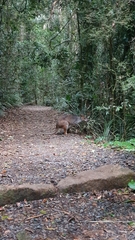 Thylogale stigmatica