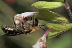 Colletes