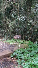 Thylogale stigmatica