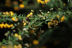 Daviesia umbellulata