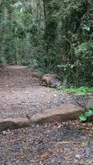 Thylogale stigmatica