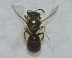 Lasioglossum illinoense