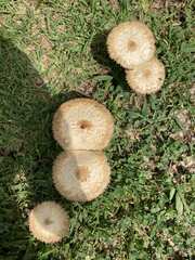 Basidiomycota