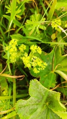 Alchemilla