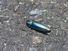 Chrysochroa fulgidissima