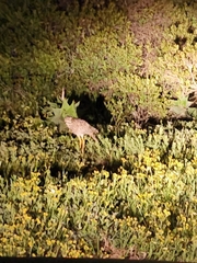 Burhinus capensis