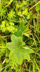 Alchemilla