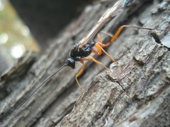 Ephialtes manifestator