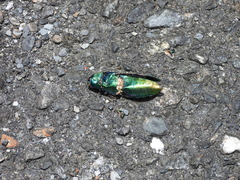 Chrysochroa fulgidissima